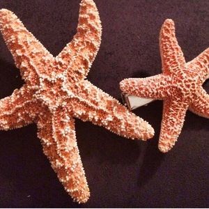 Handmade seashell hair clip real starfish